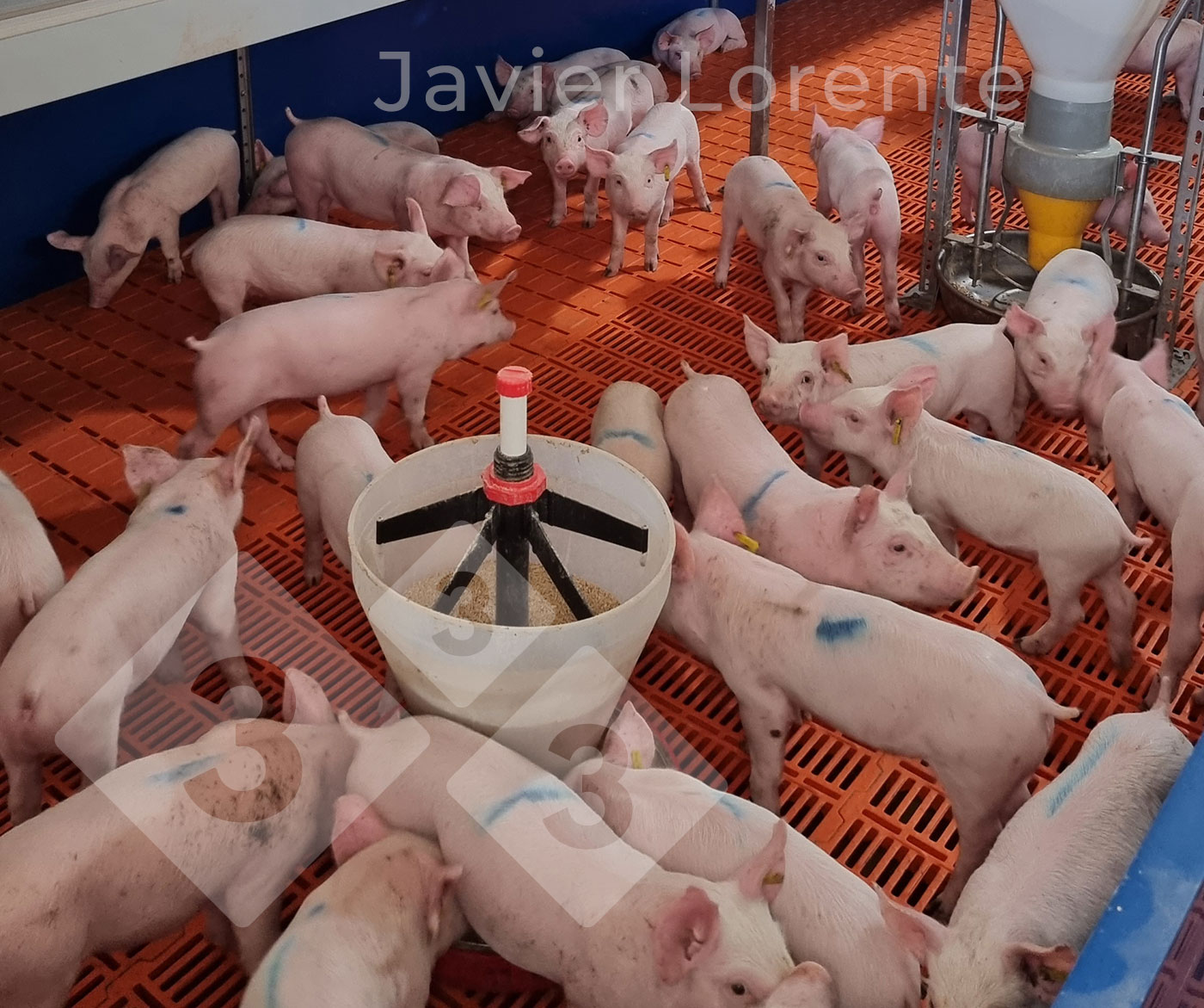 Piglets are now separated with feed available and in adequate conditions.